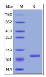Mouse BAFF, Tag Free on SDS-PAGE under reducing (R) condition. The gel was stained overnight with Coomassie Blue. The purity of the protein is greater than 90%.